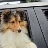 Entry image for Alf