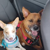 Entry image for Scooby and snow