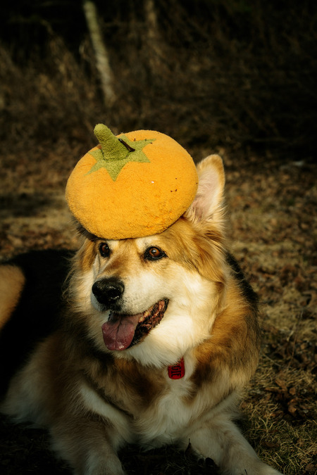 Entry image for Maggie. Clicking this image will show a larger photo