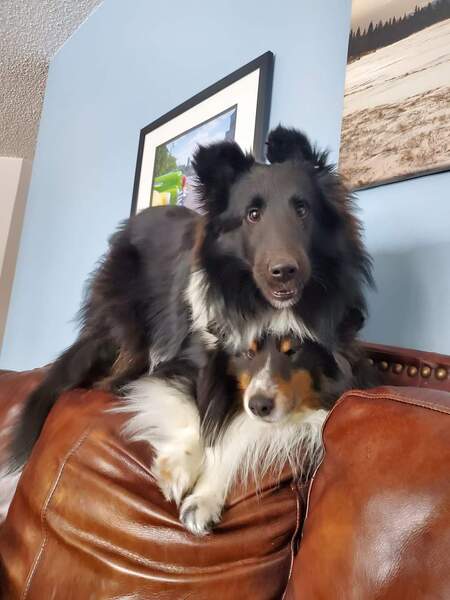 Entry image for Vader and Sammy. Clicking this image will show a larger photo