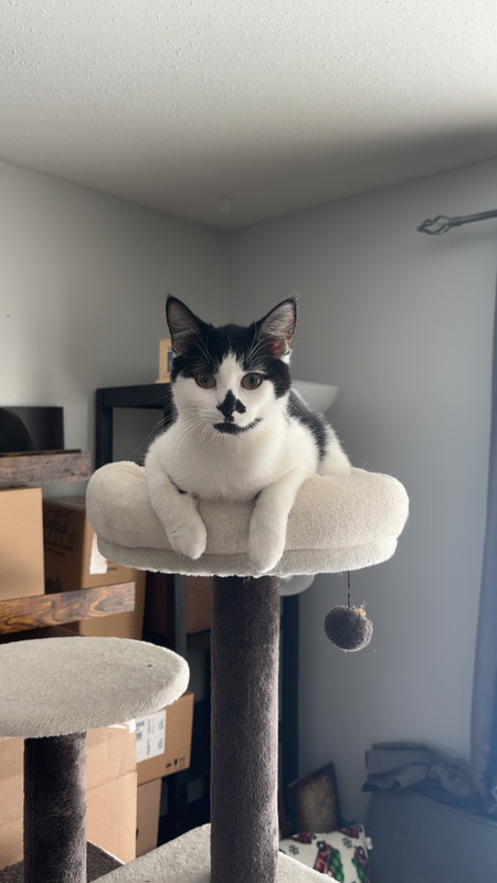 Entry image for Maisie. Clicking this image will show a larger photo