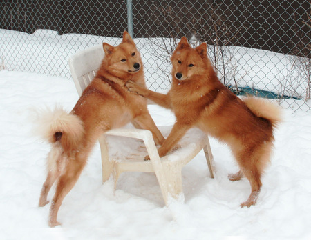 Entry image for Jasper and Tommi. Clicking this image will show a larger photo