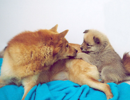 Entry image for Ellie and Puppy. Clicking this image will show a larger photo