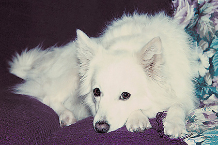 Entry image for Annie. Clicking this image will show a larger photo