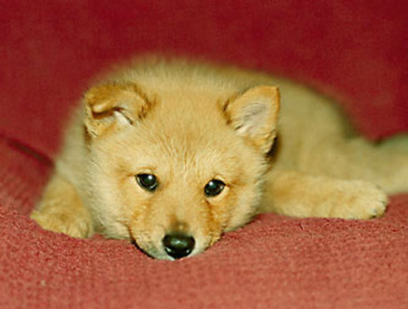 Entry image for Ryker. Clicking this image will show a larger photo