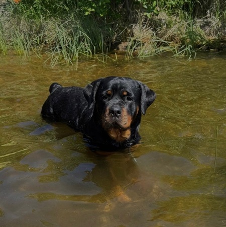 Entry image for Lillie. Clicking this image will show a larger photo