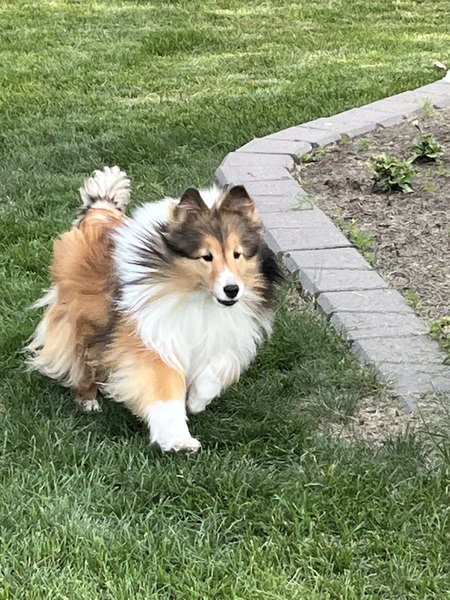 Entry image for Twix. Clicking this image will show a larger photo