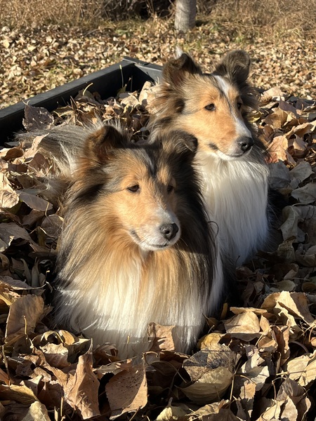 Entry image for Maple and Yoko. Clicking this image will show a larger photo