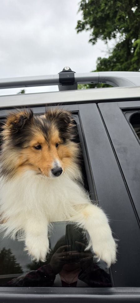 Entry image for Alf. Clicking this image will show a larger photo