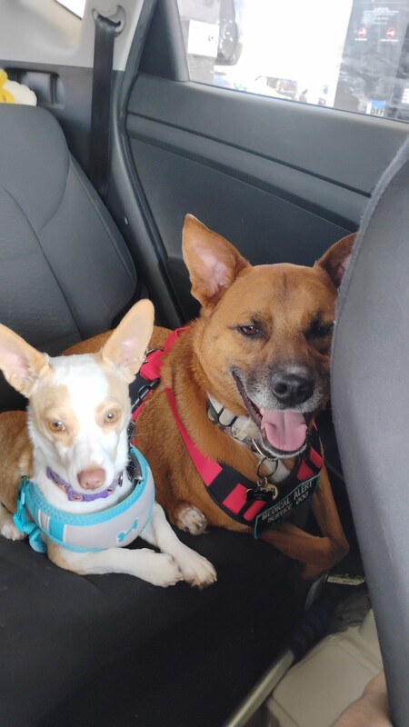 Entry image for Scooby and snow. Clicking this image will show a larger photo