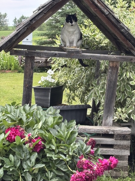 Entry image for Mortie. Clicking this image will show a larger photo
