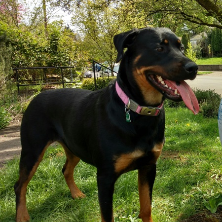 Kaya