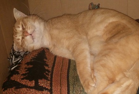 Samson