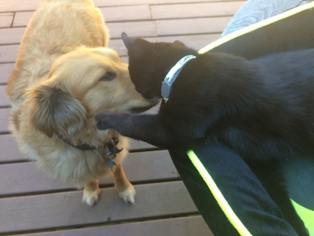 Chewy (dog) and Smudgy (cat) playing