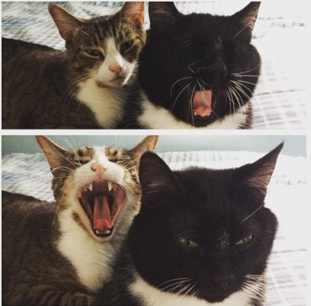 Benny + Oreo