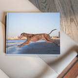 Entry image for Kitty