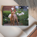 Entry image for Livia