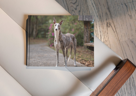 Entry image for Piper. Clicking this image will show a larger photo