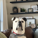 Entry image for Bo