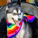 Entry image for Penny Lane