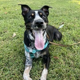 Entry image for Loki