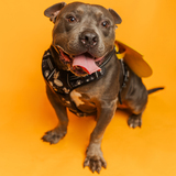 Entry image for Wally