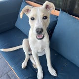 Entry image for Charlie