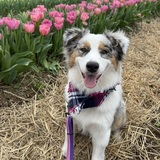 Entry image for Rosie