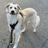 Entry image for Lemon