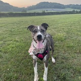 Entry image for Maggie