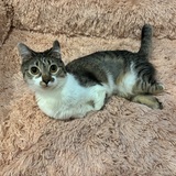 Entry image for Mr. Toe Beans