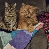 Entry image for KT and Itty-Bitty 