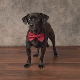 Entry image for Bear 