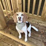 Entry image for Daisy