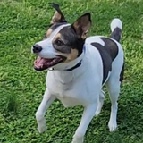 Entry image for Josie
