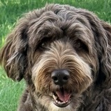 Entry image for Sadie