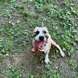 Entry image for Bennie