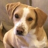 Entry image for Roscoe 