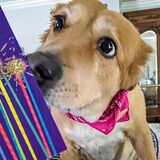 Entry image for Bonnie Belle