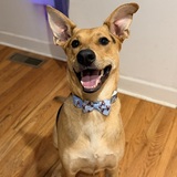 Entry image for Brucie Bear