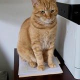 Entry image for Kitty