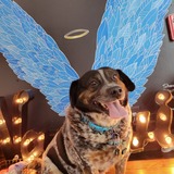 Entry image for Winston