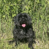 Entry image for Lola 