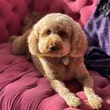 Entry image for Teddi