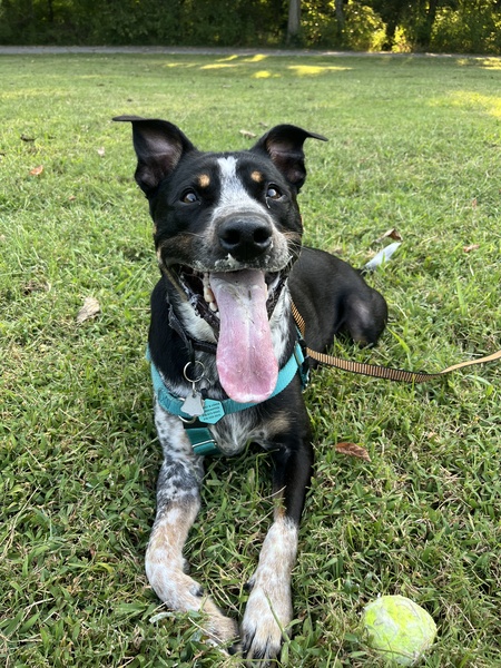 Entry image for Loki. Clicking this image will show a larger photo