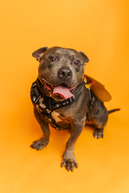 Entry image for Wally. Clicking this image will show a larger photo