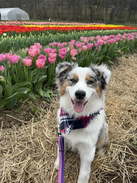 Entry image for Rosie. Clicking this image will show a larger photo