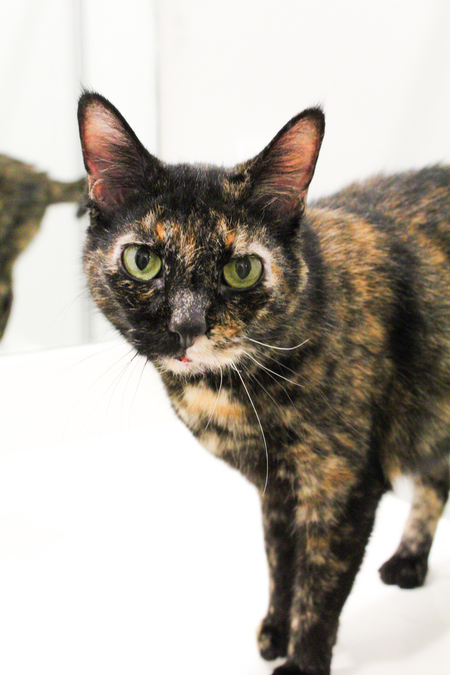 Entry image for Nala. Clicking this image will show a larger photo
