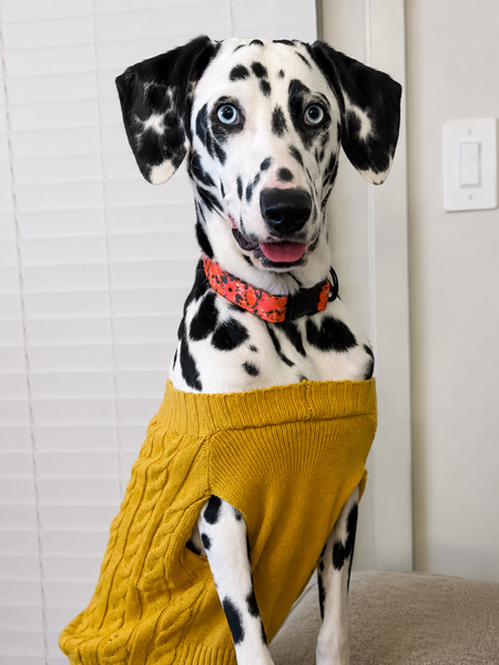 Entry image for Joy. Clicking this image will show a larger photo