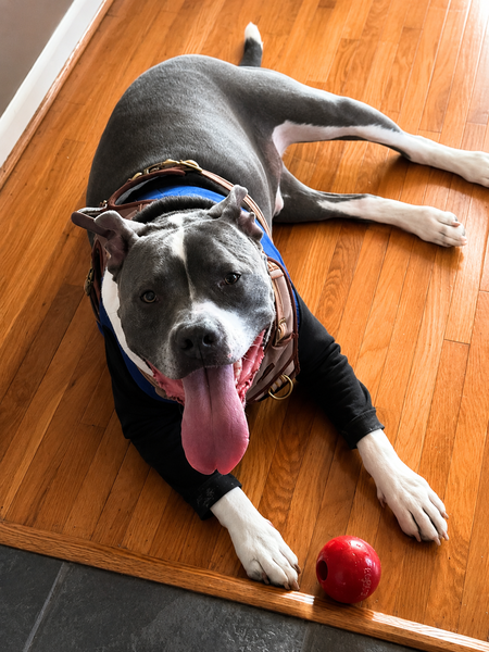 Entry image for Baloo. Clicking this image will show a larger photo